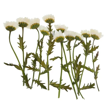 12 Steblo Naravnih Pritisnete Cvet za Kartico, zaradi Česar & Cvetlični Obrti DIY Dekoracijo