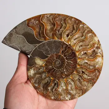 Xd j00881 Split Ammonite Fosilnih Primerkov Lupini Zdravljenje Y-