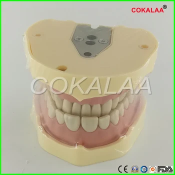Mehke zobne Dlesni, Zobje Model Izmenljive 28pc ali 32pc lahko izberete Zob NISSIN 200 KAVO glavo model Združljiv - 