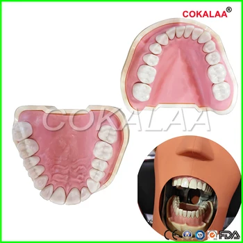 Mehke zobne Dlesni, Zobje Model Izmenljive 28pc ali 32pc lahko izberete Zob NISSIN 200 KAVO glavo model Združljiv - 