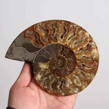 Xd j00881 Split Ammonite Fosilnih Primerkov Lupini Zdravljenje Y- - 