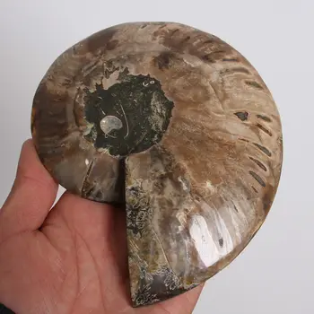 Xd j00881 Split Ammonite Fosilnih Primerkov Lupini Zdravljenje Y- - 